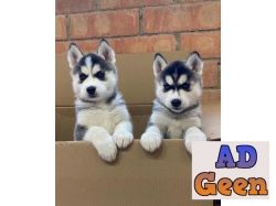 used KCI REGISTERED AND VACCINATED SIBERIAN HUSKY PUPPIES FOR SALE WHATSAPP 9394723667 for sale 